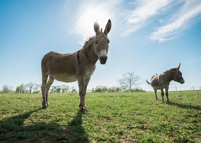 Hébergement de vacances Du Domaine De Roujol